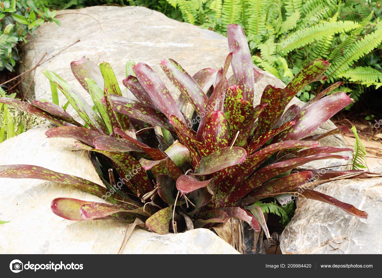 Bromeliad Flower Garden Nature Stock Photo by ©seagamess 209984420