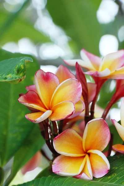 Plumeria Bloem Met Prachtige Natuur — Stockfoto