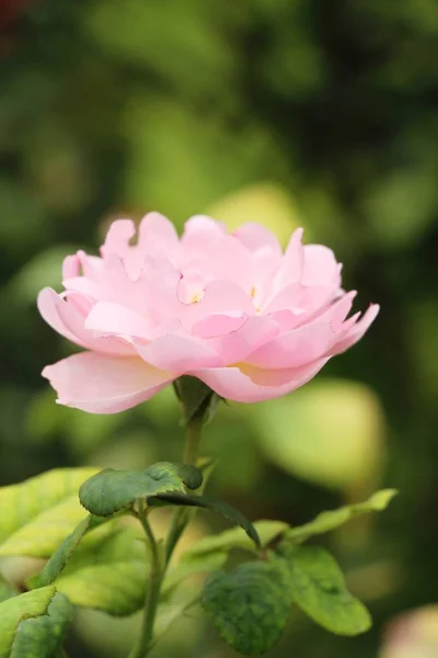 Όμορφα Τριαντάφυλλα Είναι Ανθισμένα Στον Κήπο — Φωτογραφία Αρχείου