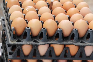 Piyasada panelinde yumurta