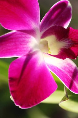 Orkide çiçek bahçesinde güzelliktir