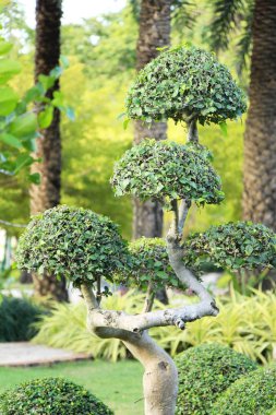 Bahar bakış Bahçe İngiltere'de güzeldir