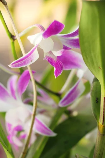 Fiore Del Orchid Bellezza Nel Giardino — Foto Stock