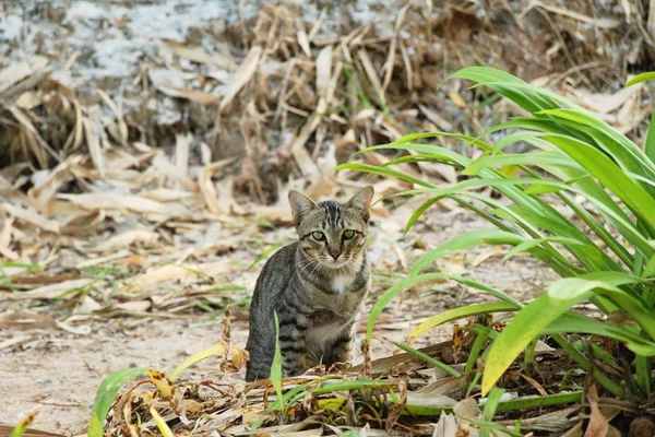 Gato Precioso Están Mirando Jardín — Foto de Stock