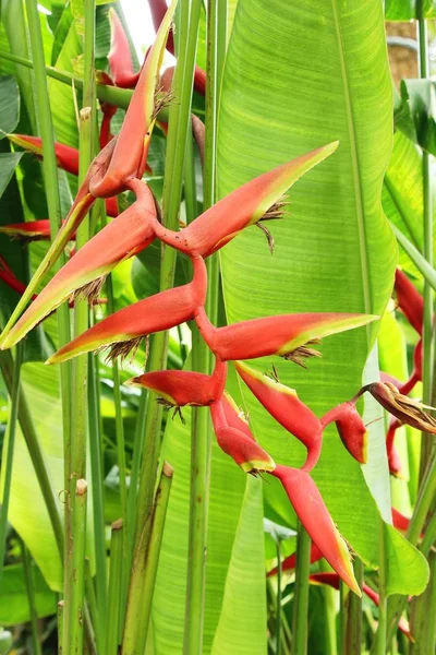 Bird of paradise flower in the nature