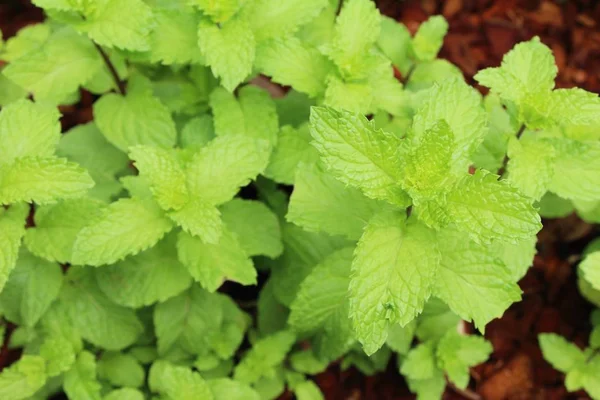 Pepper Mint Leaves Garden Nature — Stock Photo, Image