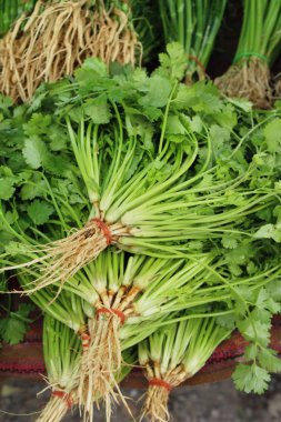 Belgili tanımlık çarşı içinde yemek pişirmek için taze kişniş