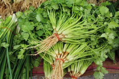 Belgili tanımlık çarşı içinde yemek pişirmek için taze kişniş