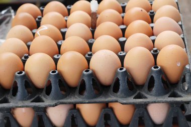 Piyasada panelinde yumurta