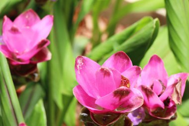 Doğa ile güzel pembe siam laleler