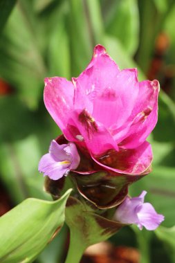 Doğa ile güzel pembe siam laleler