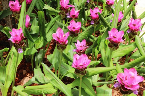 Beautiful pink siam tulips with the nature