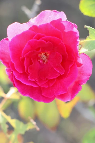Lindas Rosas Estão Florescendo Jardim — Fotografia de Stock