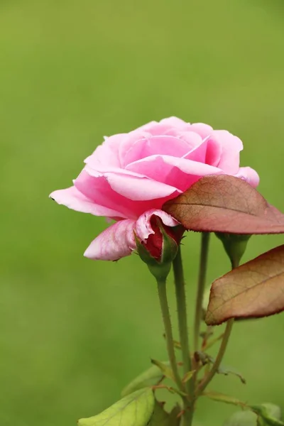 Belle Rose Sta Fiorendo Nel Giardino — Foto Stock