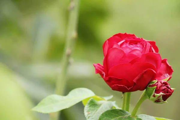 Mooie Rozen Bloei Tuin — Stockfoto