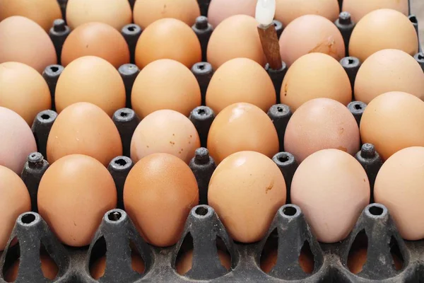 Egg Panel Market — Stock Photo, Image