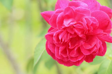 Güzel güller bahçede çiçek açan