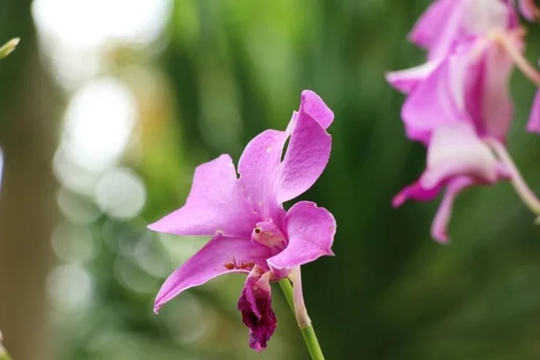 Květ Orchideje Krásné Přírodě — Stock fotografie