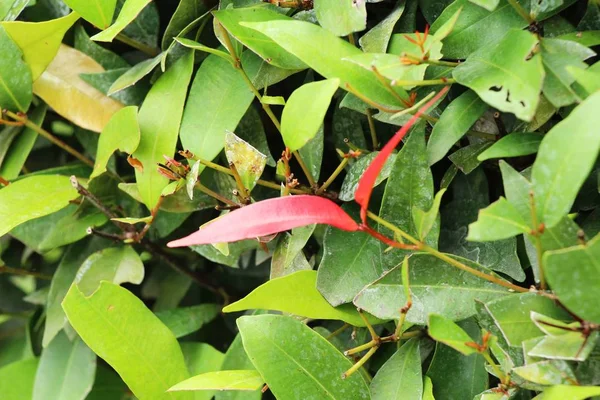 Rode Bladeren Tuin Met Natuur — Stockfoto