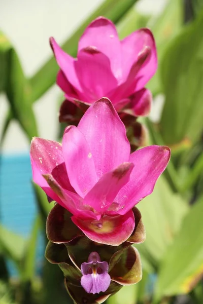 Bei Tulipani Siam Rosa Con Natura — Foto Stock