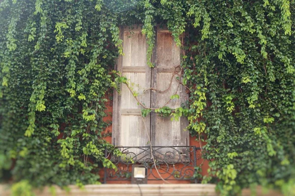 Fenêtre Mur Briques Avec Lierre — Photo