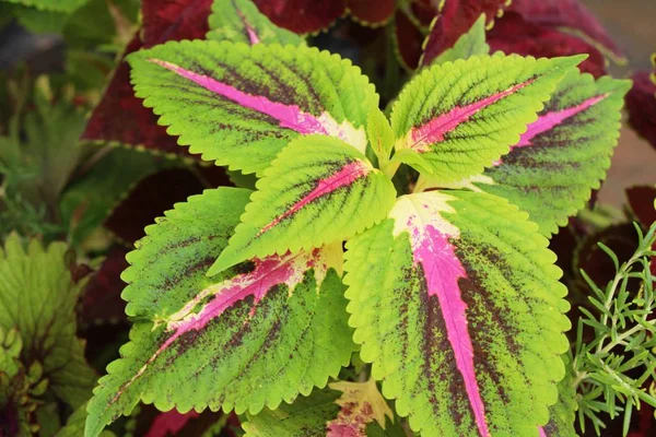 Rode Bladeren Tuin Met Natuur — Stockfoto