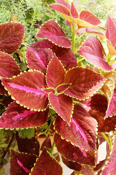 Rode Bladeren Tuin Met Natuur — Stockfoto