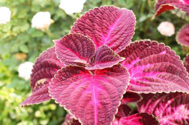 Bahçe doğa ile kırmızı yaprakları