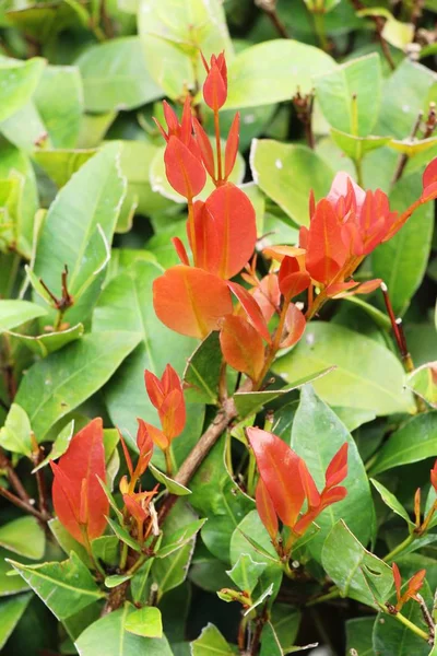 Красные Листья Саду Природой — стоковое фото