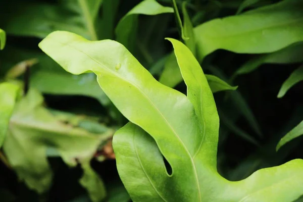 Helecho Hermoso Jardín Con Naturaleza — Foto de Stock