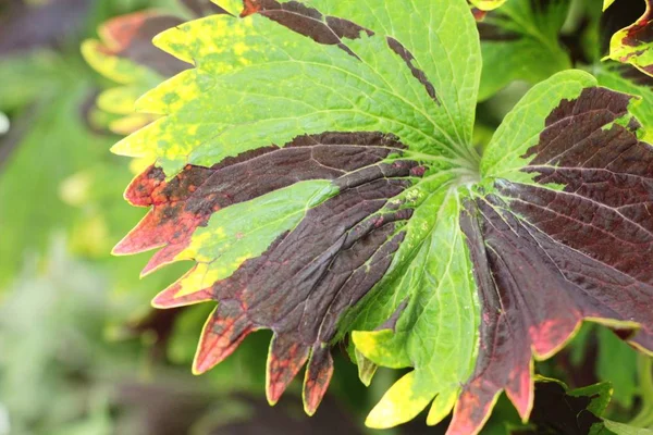 Red Leaves Garden Nature — Stock Photo, Image