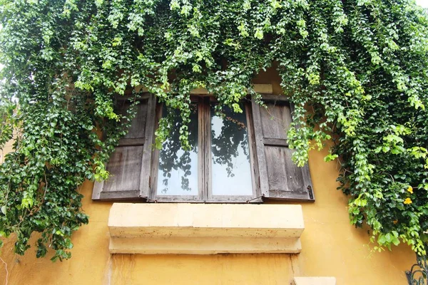 Fenêtre Mur Briques Avec Lierre — Photo