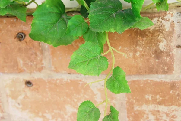 Gröna Löv Trädgården Med Naturen — Stockfoto