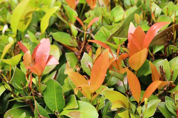 Rode Bladeren Tuin Met Natuur — Stockfoto