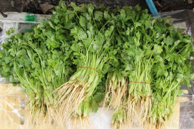 Belgili tanımlık çarşı içinde yemek pişirmek için taze kişniş