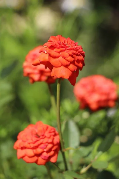 ดอกก หลาบท สวยงามก งบานในสวน — ภาพถ่ายสต็อก
