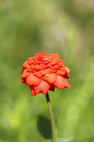 Красиві Троянди Цвітуть Саду — стокове фото
