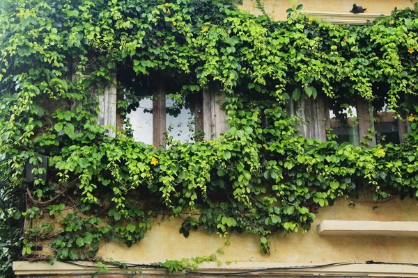 Window Brick Wall Ivy Tree — Stock Photo, Image