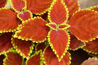 Bahçe doğa ile kırmızı yaprakları