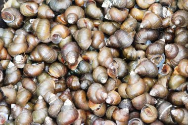 Taze kabuklu deniz ürünleri piyasada yemek pişirmek için