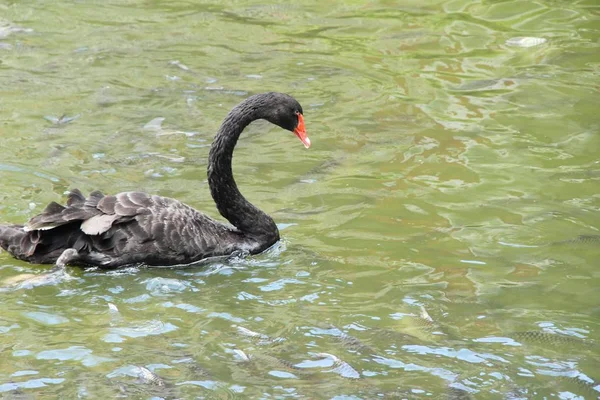 Siyah Kuğu Doğa Ile Havuzda — Stok fotoğraf