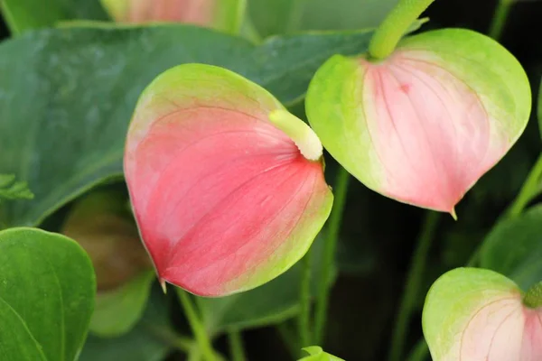 Flamingo Blume Der Natur — Stockfoto