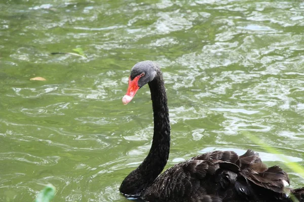 Cisne Negro Estanque Con Naturaleza —  Fotos de Stock