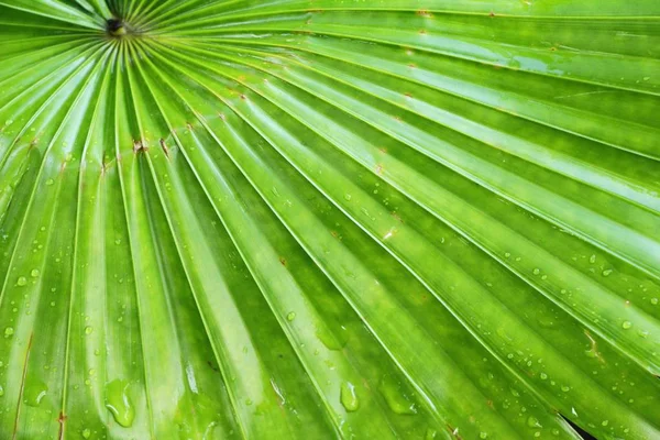 Fond Feuille Verte Est Beauté Dans Nature — Photo