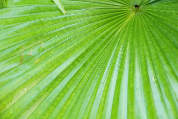 Yaprak Yeşil Arka Plan Doğa Güzelliğidir — Stok fotoğraf