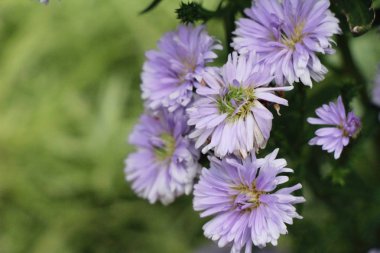 Kasımpatı çiçeği bahçede güzeldir