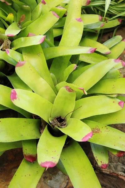 Bromeliad Fleur Dans Jardin Avec Nature — Photo