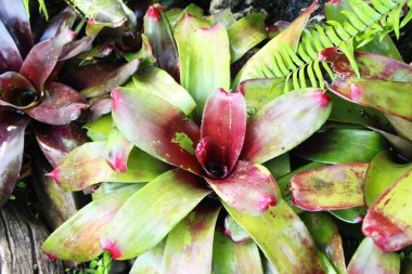 Bromeliad Çiçek bahçesinde bulunan doğa