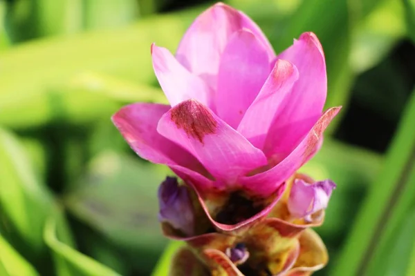 Mooie Roze Siam Tulpen Met Natuur — Stockfoto