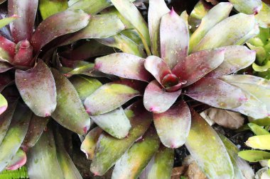 Bromeliad Çiçek bahçesinde bulunan doğa